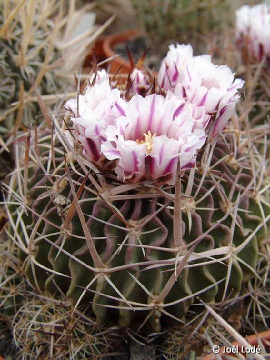 Echinofossulocactus obvallatus caespitosus JLcoll.1320